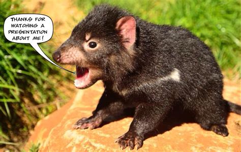 tasmanian devil adaptations for survival