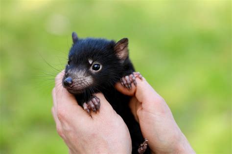 tasmanian devil breeding program