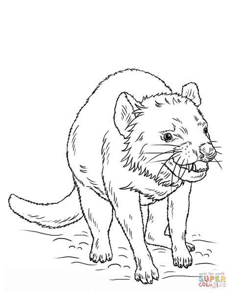 tasmanian devil coloring page