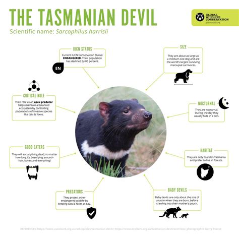tasmanian devil fact sheet
