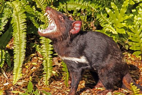 tasmanian devil first appearance