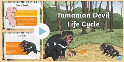 tasmanian devil information for kids