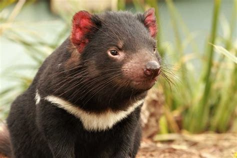 tasmanian devil interesting facts