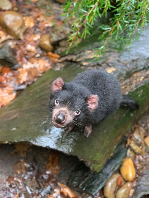 tasmanian devil life conservation