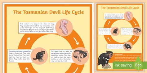 tasmanian devil life cycle for kids