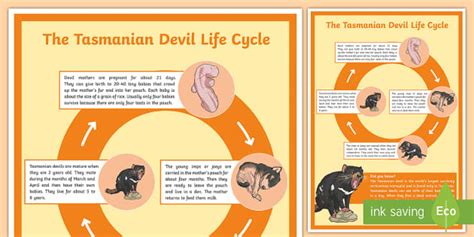 tasmanian devil life cycle length