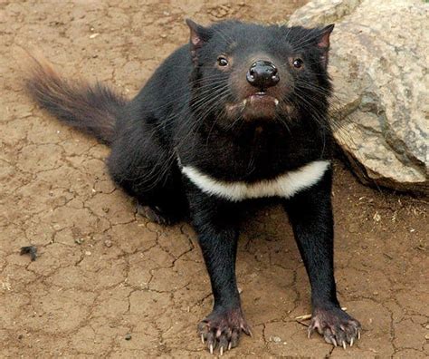 tasmanian devil physical appearance
