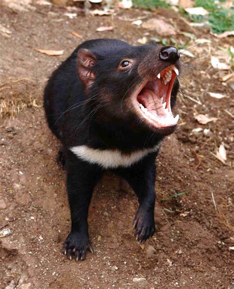 tasmanian devils for sale