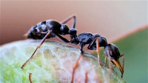 tasmanian jack jumper ants