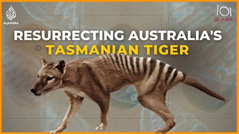 Tasmanian Tiger