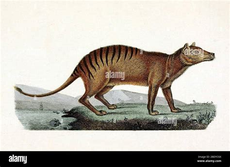 Tasmanian Tiger Extinct