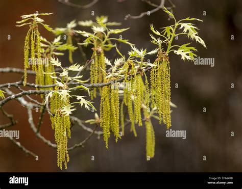Tassels On Oak Trees