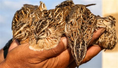 Cara Tepat Ternak Burung Puyuh untuk Pemula