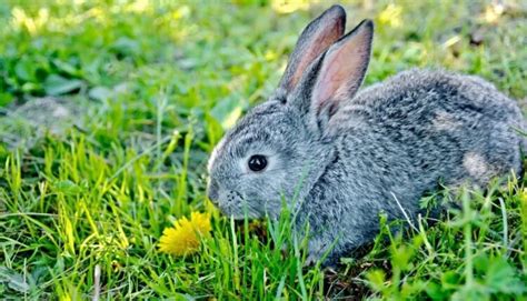 tavşanlar kaç yıl yaşar