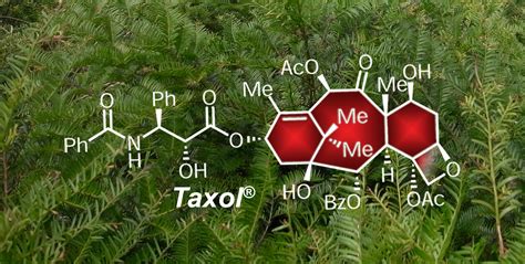 taxol & carboplatin weekly regimen