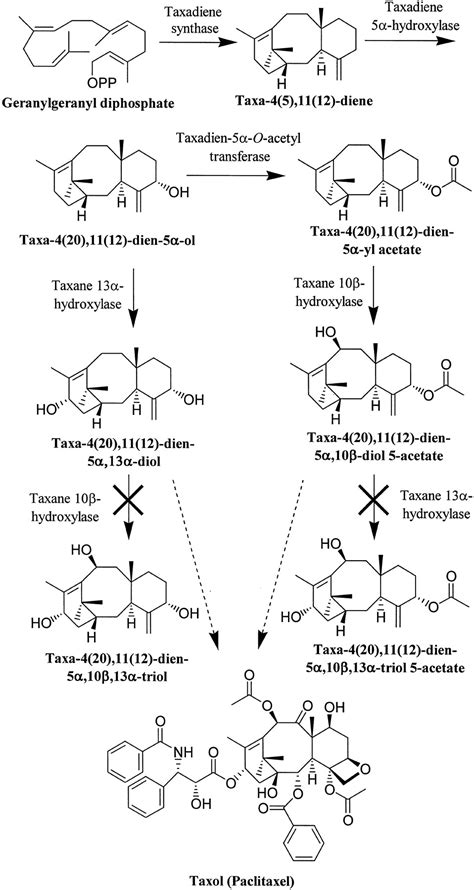taxol biosynthesis and molecular genetics