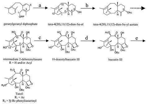 taxol biosynthesis molecular plant