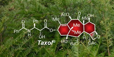 taxol is obtained from