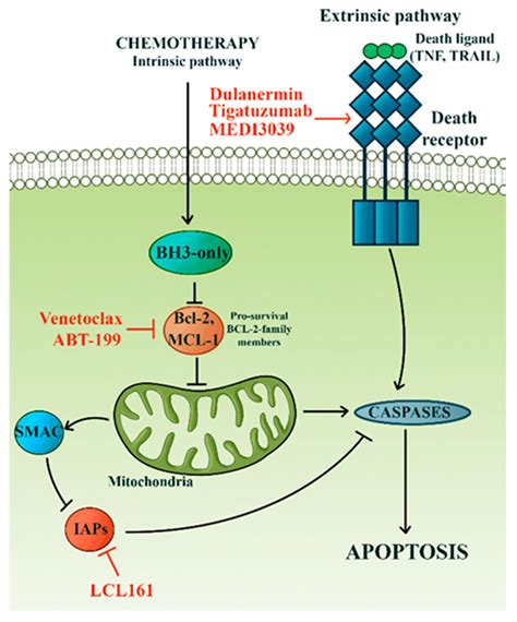 taxol mechanism of action in cancer