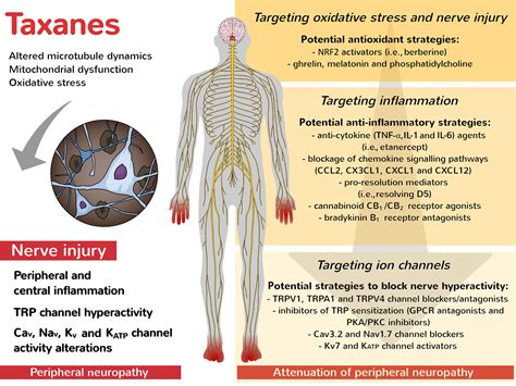 taxol neuropathy reversible