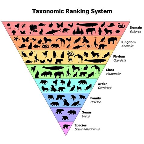 Taxonomy and Classification