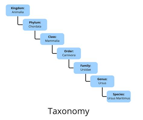 taxonomy meaning