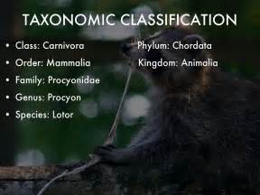 taxonomy of a raccoon