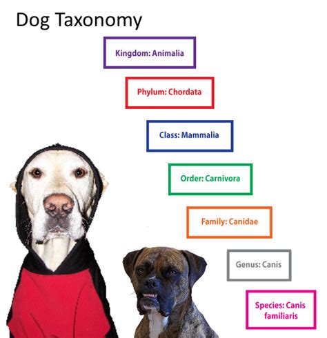 taxonomy of dogs