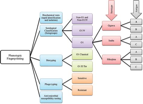 taxonomy of vibrio cholerae