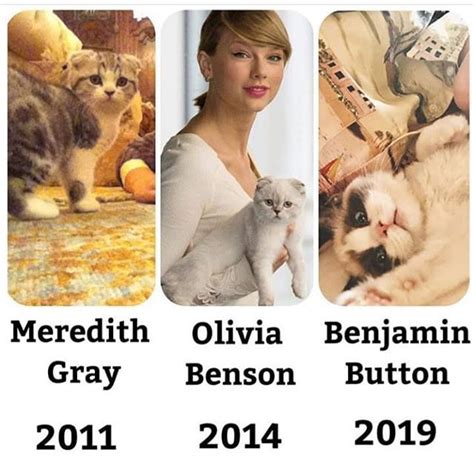 taylor swift related cat names