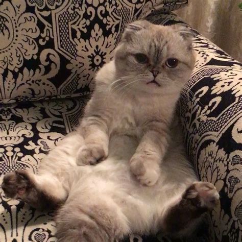 taylor swift scottish fold