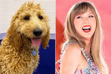 Taylor Swift Themed Dog Names