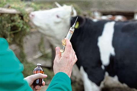 tb vaccine for cattle