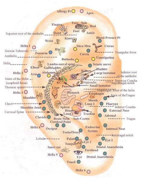 Tcm Ear Acupuncture Points