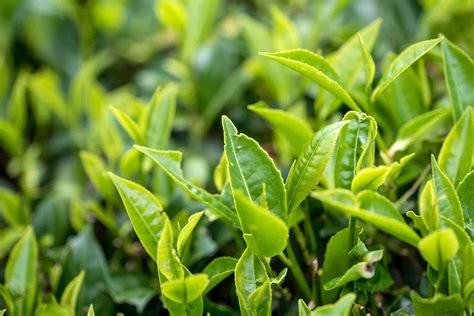Green Tea Organic green tea, Green tea, Tea leaves