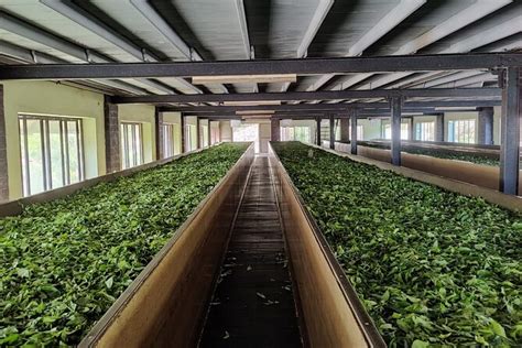 tea factory tour experience