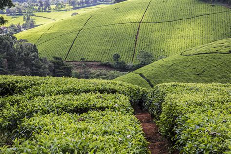 Tea Farms Kenya