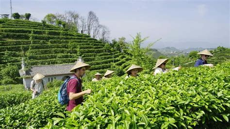 tea fields Qixian Peak