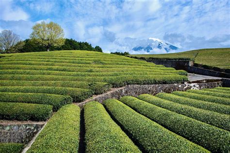 tea fields Qixianfeng