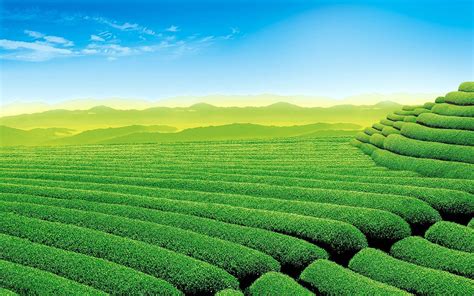 Tea Garden Wallpaper