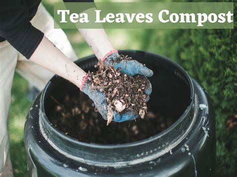 Tea Leaves In Compost