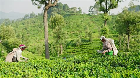 tea picking process