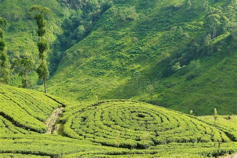 tea plantation kandy