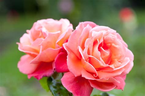 Discover Exotic Tea Roses: Timeless Beauty