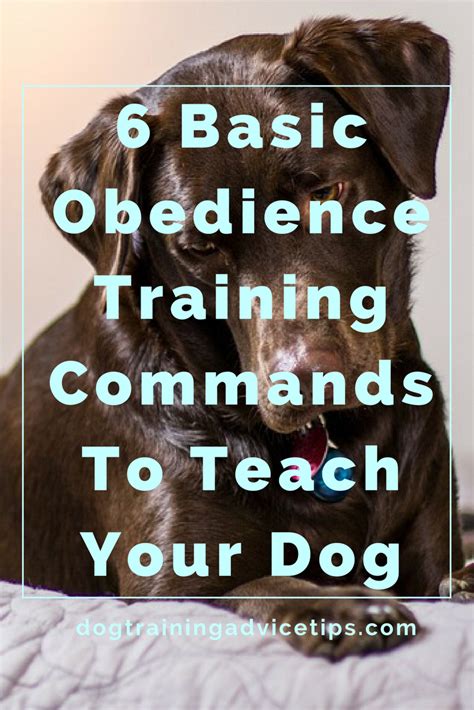 Teach A Dog Basic Obedience