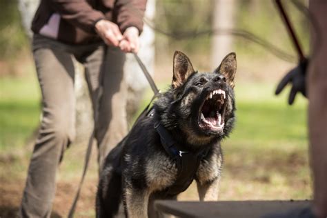 Teach German Shepherd To Bark On Command