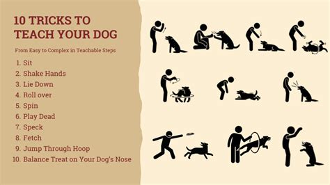 Teach Your Dog Simple Tricks