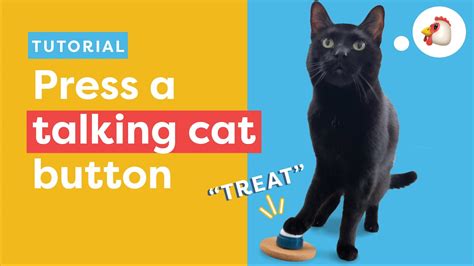 Teaching Cat To Use Talking Buttons