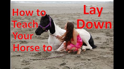 teaching your horse to lay down