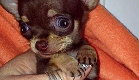 Chihuahua puppies te koop mini,teacup,normal sizes